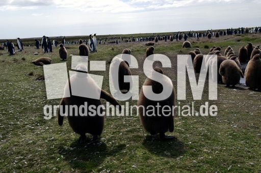 Königspinguin (79 von 84).jpg